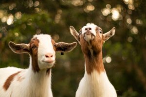 2 goats on a homestead